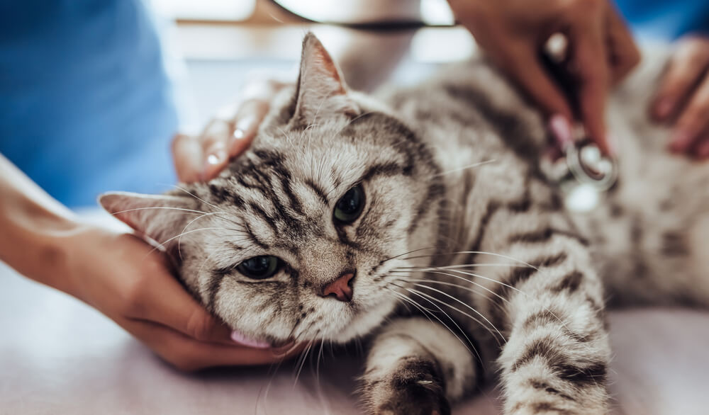 Beautiful kitten being examined with a stethoscope by a veterinarian