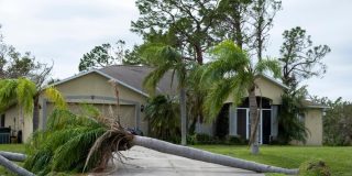 Fallen palm tree blocking a residential driveway after a storm, showing a situation where homeowners insurance may cover driveway damage