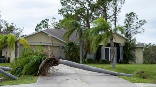 Fallen palm tree blocking a residential driveway after a storm, showing a situation where homeowners insurance may cover driveway damage