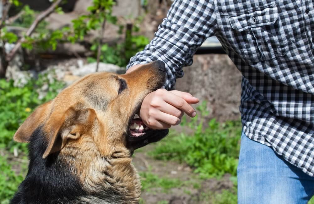 A German Shepherd dog bites a man on the arm.
