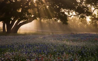 Field of bluebonnets, paintbrush and trees on a foggy Texas morning sunrise.