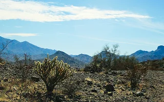 Southwestern desert landscape with mesquite trees, mountains, and Thornber Cholla cactus in Avondale, Arizona. – Avondale, cheap car insurance in Arizona