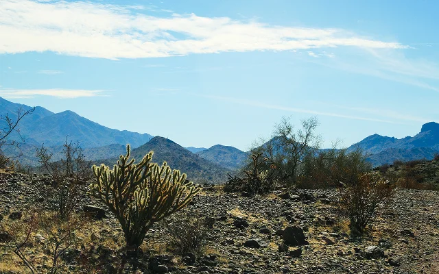 Southwestern desert landscape with mesquite trees, mountains, and Thornber Cholla cactus in Avondale, Arizona. – Avondale, cheap car insurance in Arizona