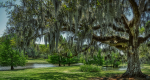 Jungle Gardens in Avery Island, Louisiana