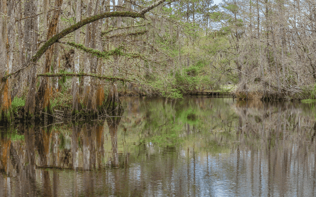 Scenic swamp landscape near Slidell, Louisiana, featuring calm bayou water reflecting tall cypress trees and wooded wetlands at Camp Salmen Nature Park.