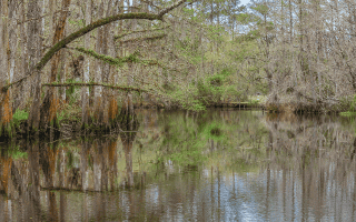 Scenic swamp landscape near Slidell, Louisiana, featuring calm bayou water reflecting tall cypress trees and wooded wetlands at Camp Salmen Nature Park.