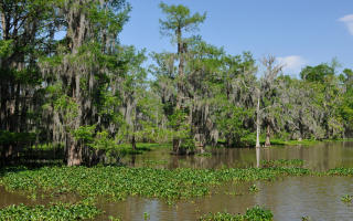 Cypress swamp scenery in Houma, Louisiana with water and moss-covered trees